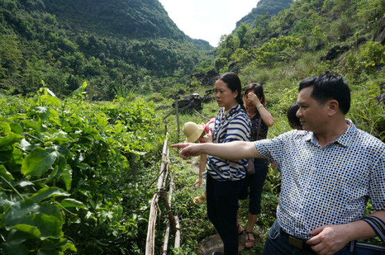 参观百香果种植基地